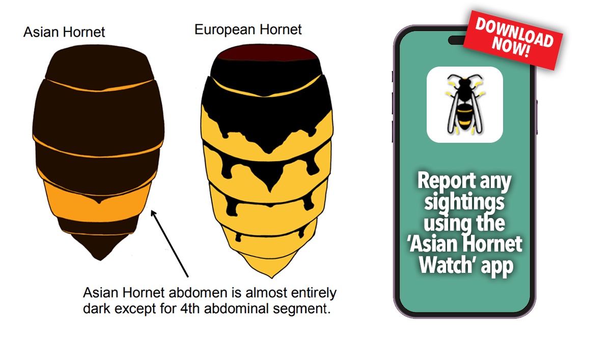 hornet info